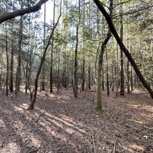 Photo #26 of SOLD property in Off Elmore Road, Painter, VA 30.5 acres