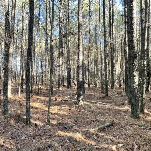 Photo #27 of SOLD property in Off Elmore Road, Painter, VA 30.5 acres