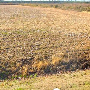 Photo #5 of SOLD property in 3979 Carolina Road, Suffolk, VA 16.6 acres