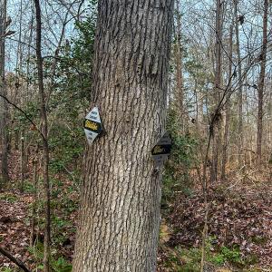 Photo #14 of SOLD property in Off Bowmantown Road, Roxboro, NC 49.5 acres