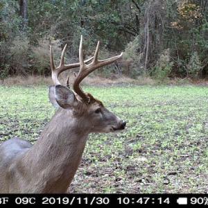 Photo #9 of SOLD property in Off Hwy 701 N, Harrells, NC 62.0 acres