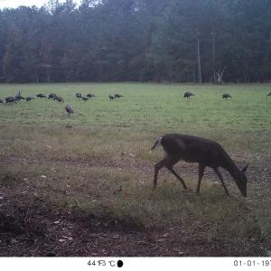 Photo #11 of SOLD property in Off Hwy 701 N, Harrells, NC 62.0 acres