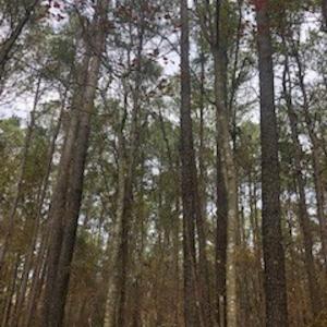 Photo #5 of SOLD property in Off Hwy 701 N, Harrells, NC 62.0 acres