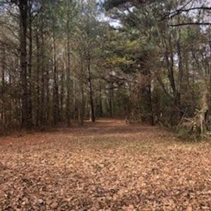 Photo #3 of SOLD property in Off Hwy 701 N, Harrells, NC 62.0 acres