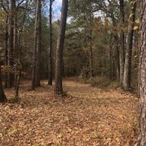 Photo #4 of SOLD property in Off Hwy 701 N, Harrells, NC 62.0 acres