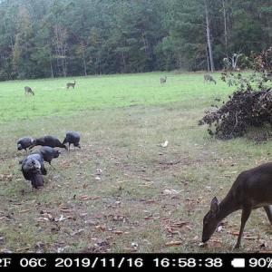 Photo #10 of SOLD property in Off Hwy 701 N, Harrells, NC 62.0 acres