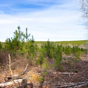 Photo #13 of SOLD property in Off Derby Road, Gretna, VA 123.1 acres