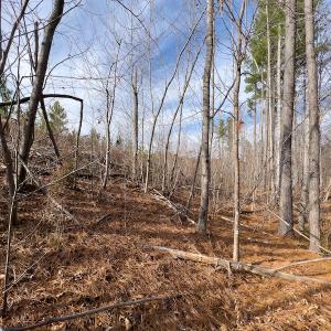 Photo #19 of SOLD property in Off Derby Road, Gretna, VA 123.1 acres
