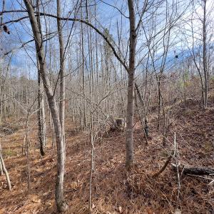 Photo #20 of SOLD property in Off Derby Road, Gretna, VA 123.1 acres