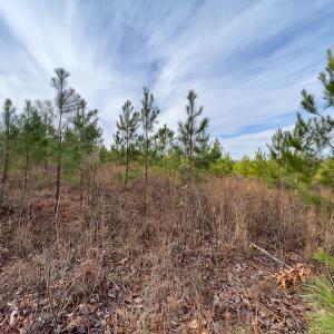 Photo #23 of SOLD property in Off Derby Road, Gretna, VA 123.1 acres