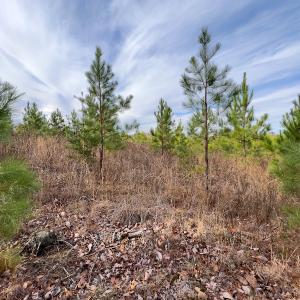 Photo #24 of SOLD property in Off Derby Road, Gretna, VA 123.1 acres