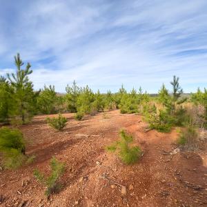 Photo #9 of SOLD property in Off Derby Road, Gretna, VA 123.1 acres