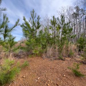 Photo #10 of SOLD property in Off Derby Road, Gretna, VA 123.1 acres