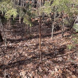 Photo #29 of 7368 Colonial Trail East, Surry, VA 35.7 acres