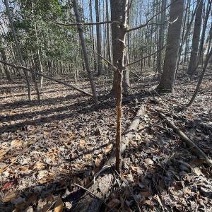 Photo #30 of 7368 Colonial Trail East, Surry, VA 35.7 acres