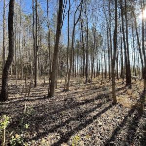 Photo #36 of 7368 Colonial Trail East, Surry, VA 35.7 acres