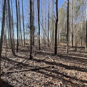 Photo #37 of 7368 Colonial Trail East, Surry, VA 35.7 acres
