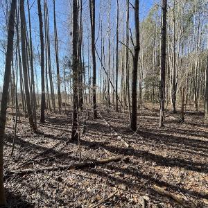 Photo #38 of 7368 Colonial Trail East, Surry, VA 35.7 acres