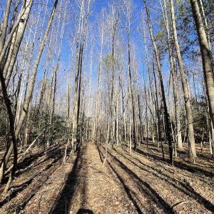Photo #40 of 7368 Colonial Trail East, Surry, VA 35.7 acres