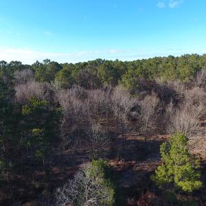 Photo #37 of SOLD property in Off Durwood Evans Road, Beulaville, NC 158.7 acres