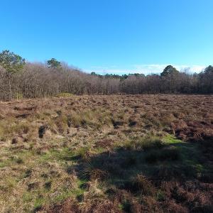Photo #38 of SOLD property in Off Durwood Evans Road, Beulaville, NC 158.7 acres