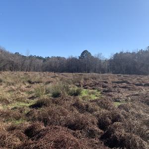 Photo #44 of SOLD property in Off Durwood Evans Road, Beulaville, NC 158.7 acres