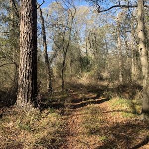 Photo #51 of SOLD property in Off Durwood Evans Road, Beulaville, NC 158.7 acres