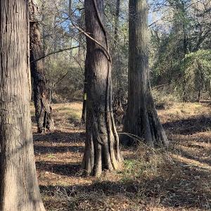Photo #53 of SOLD property in Off Durwood Evans Road, Beulaville, NC 158.7 acres