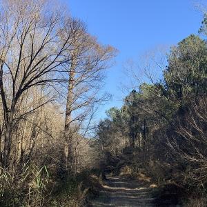 Photo #55 of SOLD property in Off Durwood Evans Road, Beulaville, NC 158.7 acres