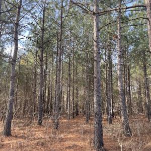 Photo #13 of SOLD property in 114 White Creek Road, Longs, SC 47.0 acres