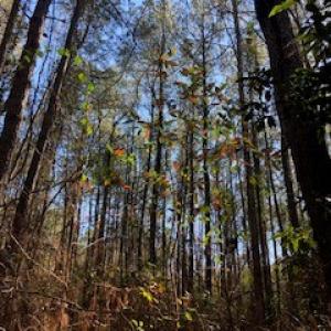 Photo #2 of SOLD property in Off Sykestown Rd., Currie, NC 16.0 acres