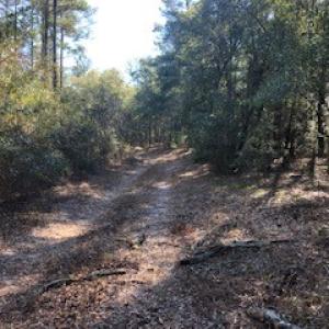 Photo #3 of SOLD property in Off Sykestown Rd., Currie, NC 16.0 acres