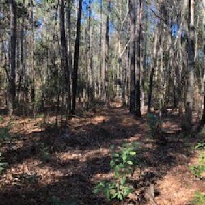 Photo #4 of SOLD property in Off Sykestown Rd., Currie, NC 16.0 acres