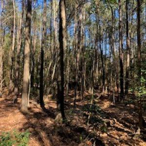 Photo #5 of SOLD property in Off Sykestown Rd., Currie, NC 16.0 acres