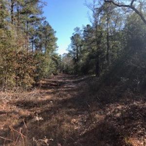Photo #6 of SOLD property in Off Sykestown Rd., Currie, NC 16.0 acres