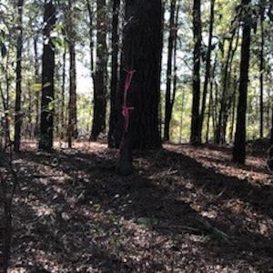 Photo #11 of SOLD property in Off Sykestown Rd., Currie, NC 16.0 acres