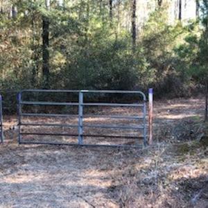 Photo #12 of SOLD property in Off Sykestown Rd., Currie, NC 16.0 acres