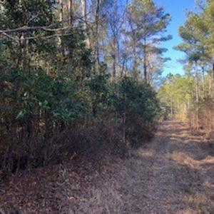 Photo #7 of SOLD property in Off Sykestown Rd., Currie, NC 16.0 acres
