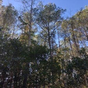 Photo #8 of SOLD property in Off Sykestown Rd., Currie, NC 16.0 acres