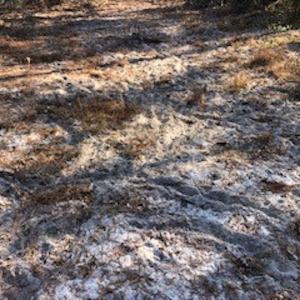 Photo #9 of SOLD property in Off Sykestown Rd., Currie, NC 16.0 acres