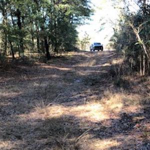 Photo #10 of SOLD property in Off Sykestown Rd., Currie, NC 16.0 acres