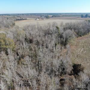 Photo #6 of Off Gum Swamp Road, Sellers , SC 125.0 acres