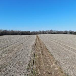 Photo #11 of Off Gum Swamp Road, Sellers , SC 125.0 acres