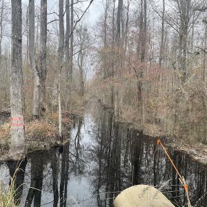 Photo #12 of Off Gum Swamp Road, Sellers , SC 125.0 acres