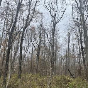 Photo #13 of Off Gum Swamp Road, Sellers , SC 125.0 acres