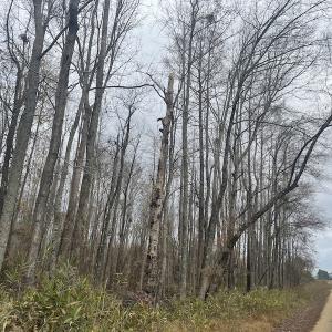 Photo #14 of Off Gum Swamp Road, Sellers , SC 125.0 acres