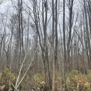 Photo #15 of Off Gum Swamp Road, Sellers , SC 125.0 acres