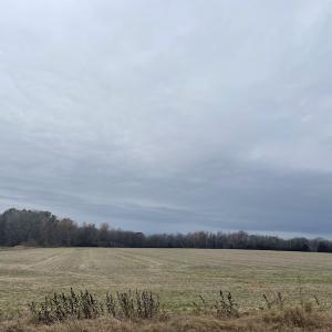 Photo #16 of Off Gum Swamp Road, Sellers , SC 125.0 acres