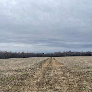 Photo #17 of Off Gum Swamp Road, Sellers , SC 125.0 acres