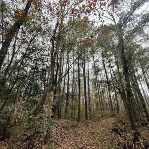 Photo #18 of Off Gum Swamp Road, Sellers , SC 125.0 acres